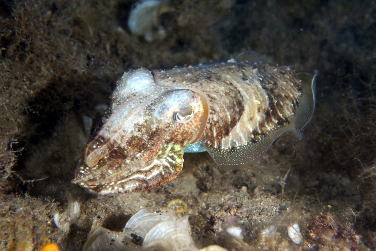 Snorkeling